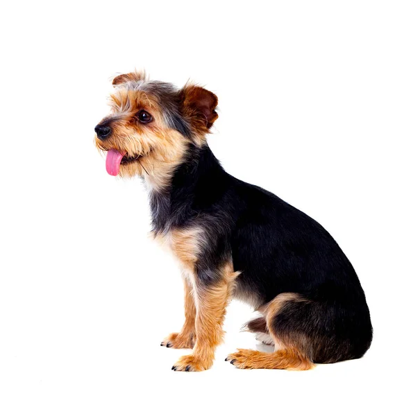 Carino piccolo cane con peli tagliati — Foto Stock