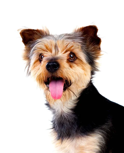 Cão pequeno bonito com cabelo cortado — Fotografia de Stock