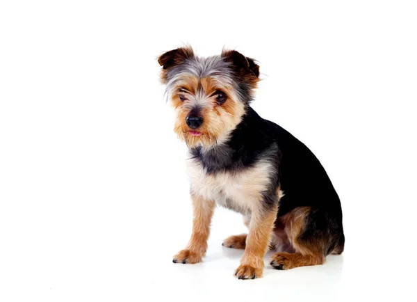 Lindo perro pequeño con pelo cortado — Foto de Stock