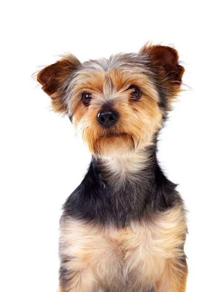 Düzenlenen saçlı sevimli küçük köpek — Stok fotoğraf