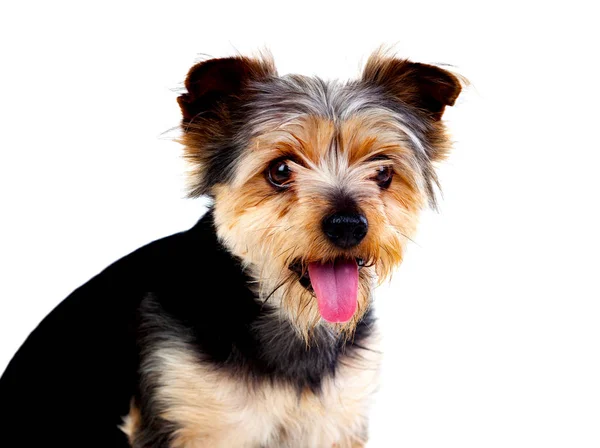 Lindo perro pequeño con pelo cortado — Foto de Stock