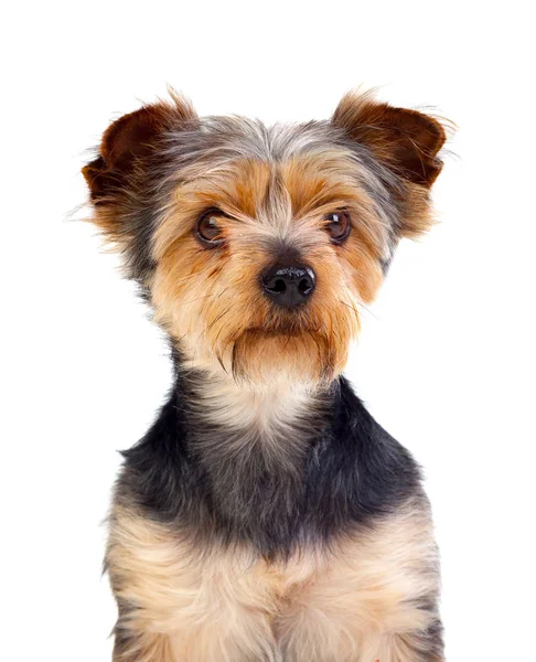 Cão pequeno bonito com cabelo cortado — Fotografia de Stock