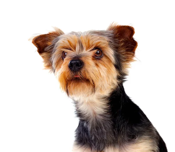 Cão pequeno bonito com cabelo cortado — Fotografia de Stock