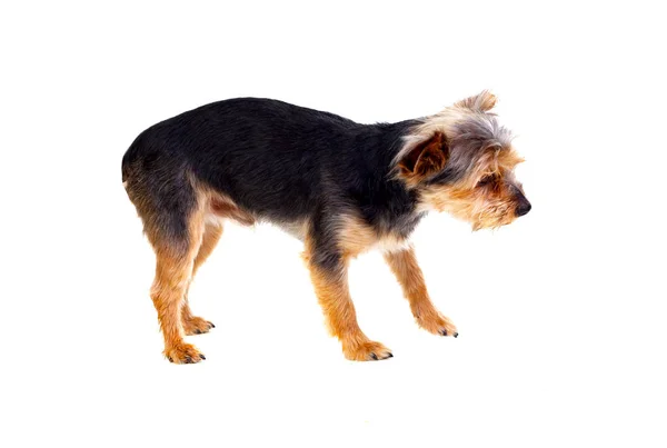 Düzenlenen saçlı sevimli küçük köpek — Stok fotoğraf