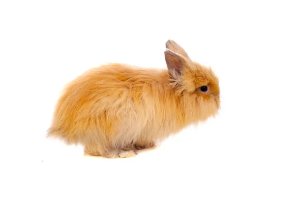 Hermoso conejo marrón — Foto de Stock