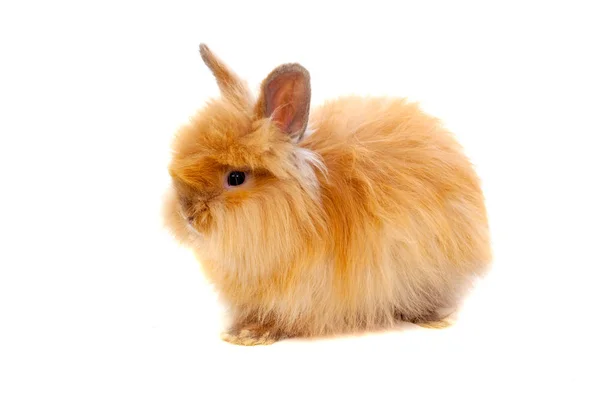Krásný hnědý králík — Stock fotografie
