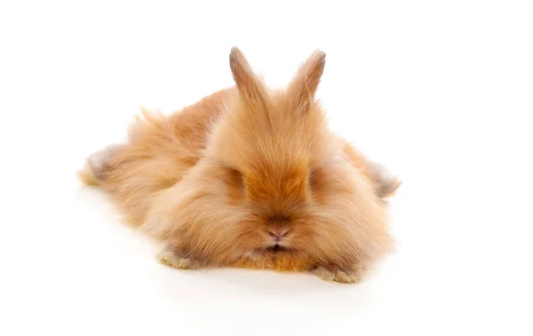 Красивий коричневий кролик — стокове фото
