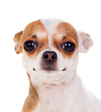 şirin chihuahua köpek