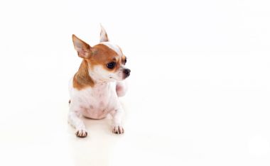 şirin chihuahua köpek