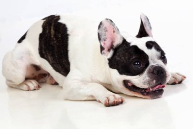 sevimli küçük buldozer