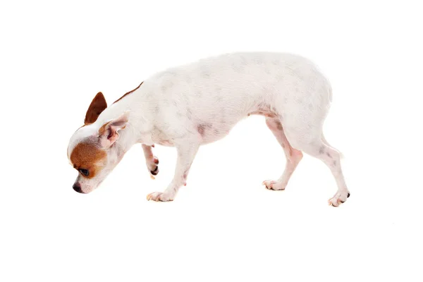 Lindo perro chihuahua —  Fotos de Stock