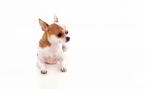 Cute chihuahua dog — Stock Photo, Image