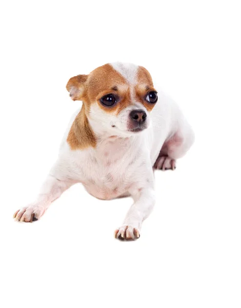 Söt chihuahua hunden — Stockfoto