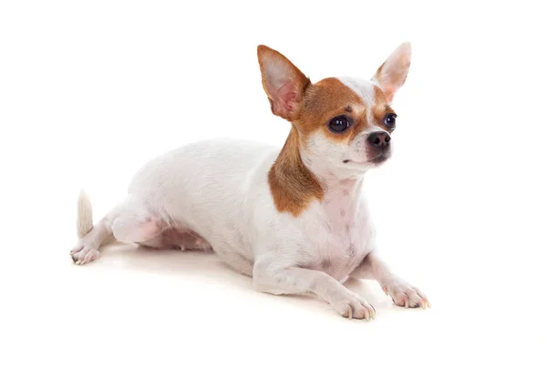 Schattig chihuahua hond — Stockfoto