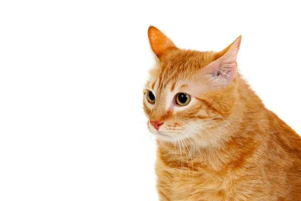 太りすぎのかわいい赤猫 — ストック写真