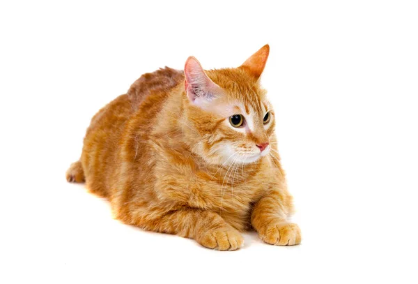 Kilolu ile şirin kırmızı kedi — Stok fotoğraf