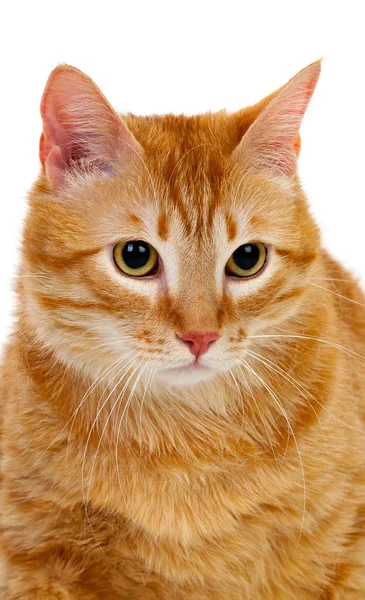 Ładny kot czerwony z nadwagą — Zdjęcie stockowe