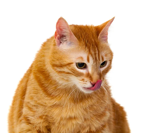 Carino gatto rosso con sovrappeso — Foto Stock