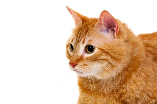 可爱的红色猫咪与超重 — 图库照片