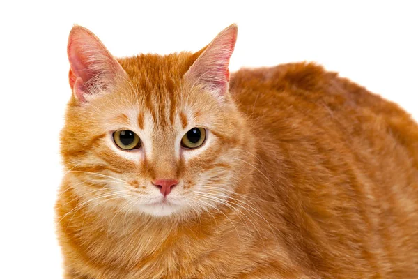 Gato vermelho bonito com sobrepeso — Fotografia de Stock