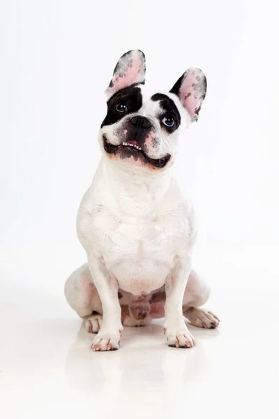 Pequeno buldogue bonito — Fotografia de Stock