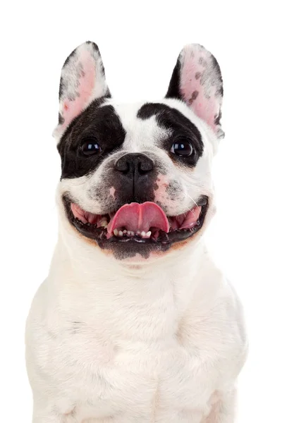 Schattige kleine bulldog — Stockfoto