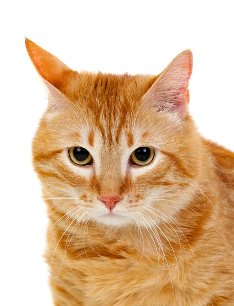 可爱的红色猫咪与超重 图库照片