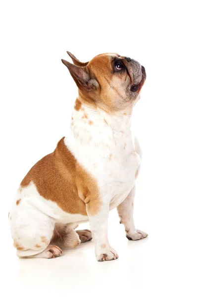 Söt liten bulldog — Stockfoto