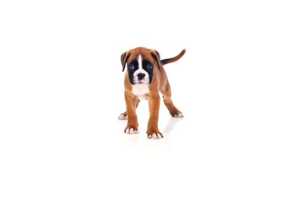 Adorable boxer puppy — Stock Photo, Image