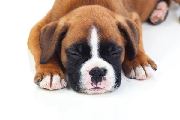 Adorabile cucciolo di pugile — Foto Stock