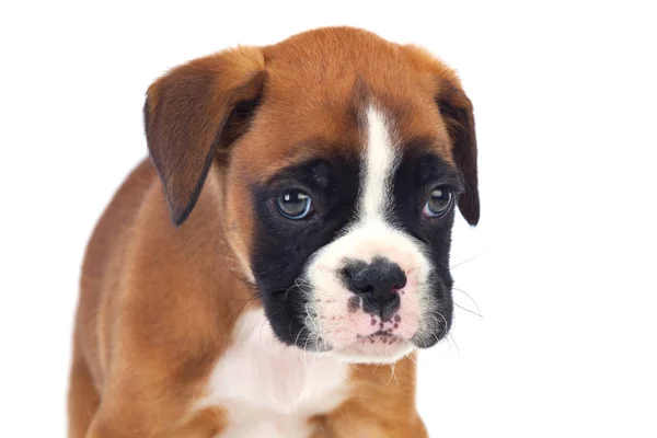 Adorable boxer puppy — Stock Photo, Image