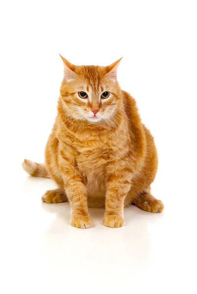 Όμορφο κόκκινο γάτα — Φωτογραφία Αρχείου