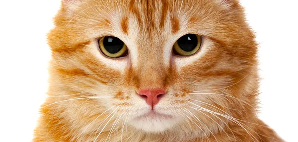 Gato vermelho bonito — Fotografia de Stock