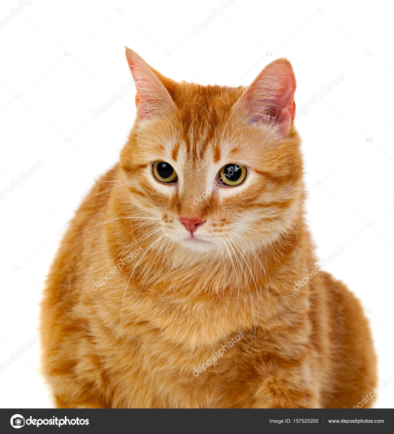 Gatto Rosso Adulto Con Overweigh Foto Stock Gelpi 157525200