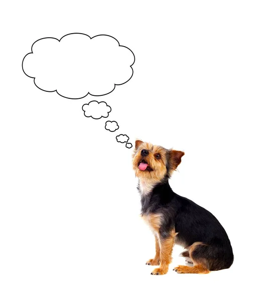 Cão pequeno pensativo — Fotografia de Stock