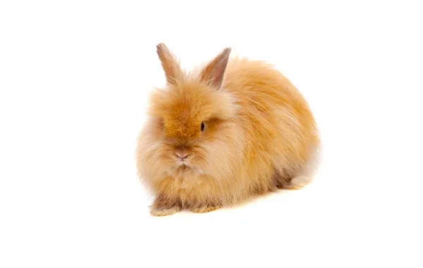 Vacker brun kanin — Stockfoto