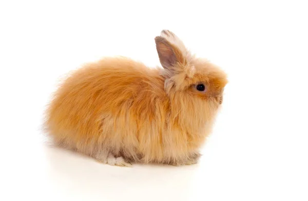美しい茶色のウサギ — ストック写真