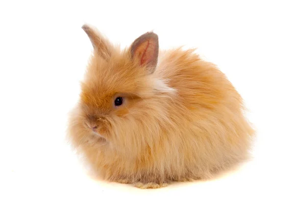 美しい茶色のウサギ — ストック写真