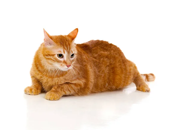 Erwachsene rote Katze mit Übergewicht — Stockfoto