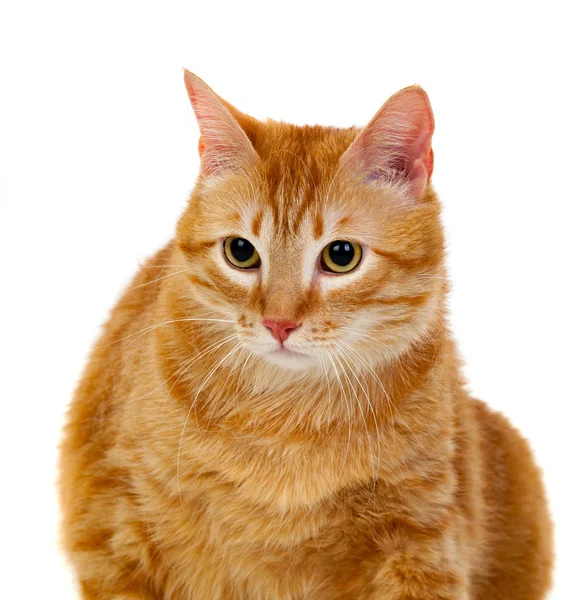 Dorosły kot czerwony z nadwagą — Zdjęcie stockowe