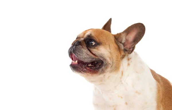 Cute little bulldog — Stock Photo, Image