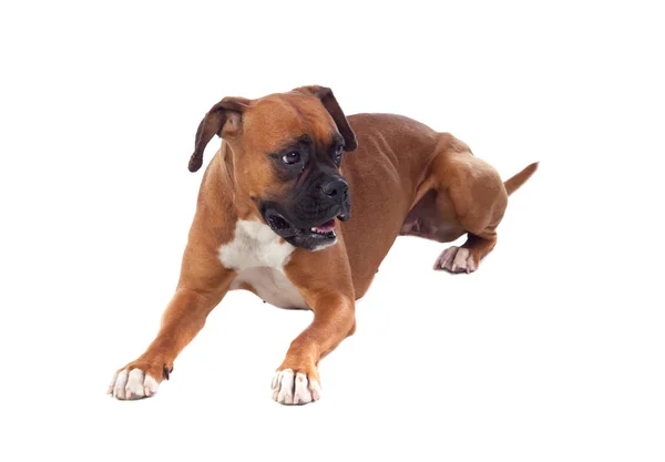 Bonito cão Boxer — Fotografia de Stock