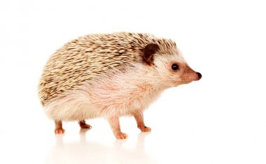 sevimli küçük kahverengi kirpi