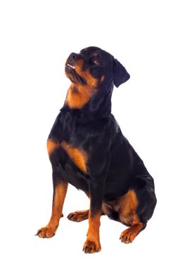 Yetişkin Rottweiler köpek