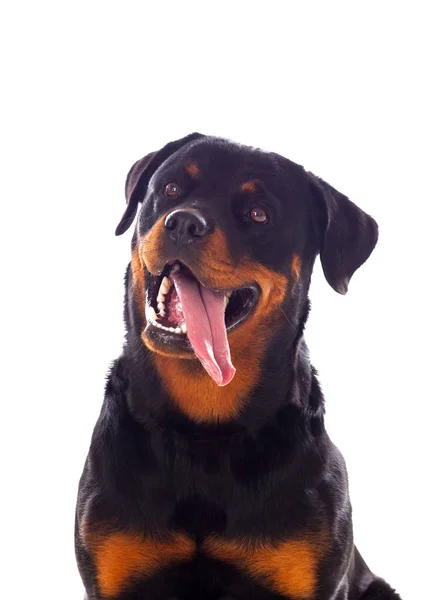 Volwassen hond van de Rottweiler — Stockfoto