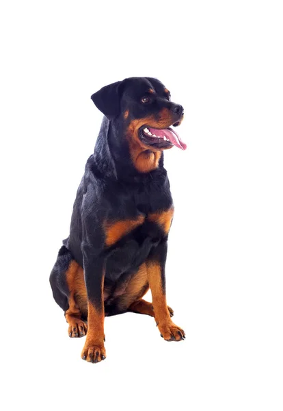 Adult Rottweiler dog — Stock Photo, Image