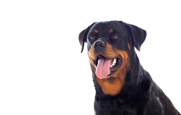 Vuxen Rottweiler hund — Stockfoto