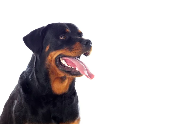 Felnőtt Rottweiler kutya — Stock Fotó