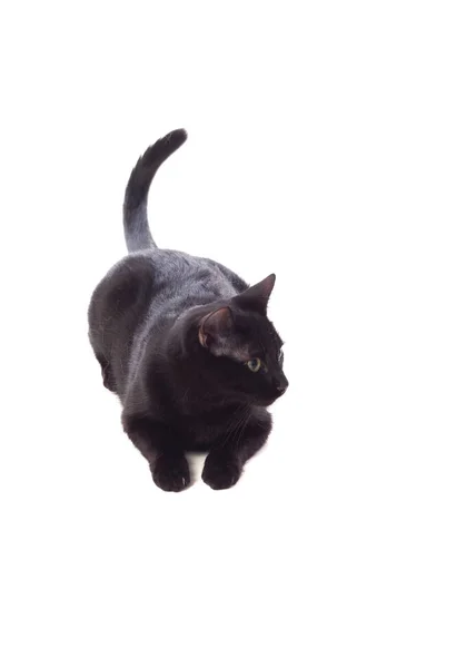 Чёрный домашний кот с жёлтыми глазами — стоковое фото