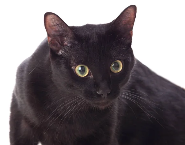 Sarı gözlü siyah yerli kedi — Stok fotoğraf